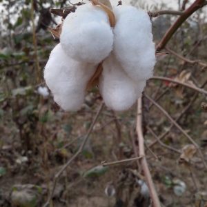 Cotton Plant – তুলা গাছ